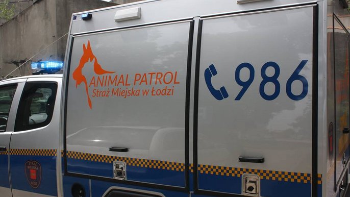 Włamywacz ujęty przez strażników Włamywacz ujęty przez strażników