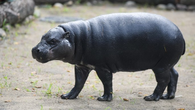 Choć jest mniejszy o swojego kuzyna, to do kruszynek nie należy. Ważący niermal 300 kg Jabari – samiec hipopotama karłowatego zamieszkał w nowym pawilonie łódzkiego ZOO. - fot. Paweł Łacheta