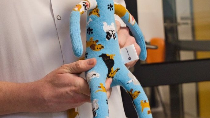  - Na zdjęciu osoba w białym fartuchu trzyma miękką zabawkę. Zabawka jest jasnoniebieska, ma bardzo długie ręce i nogi, duże czarne oczy i uśmiech. Materiał ozdobiony jest wzorami psów, a uszy są kolorowe. Tło wygląda jak jasny korytarz z przeszklonymi drzwiami.