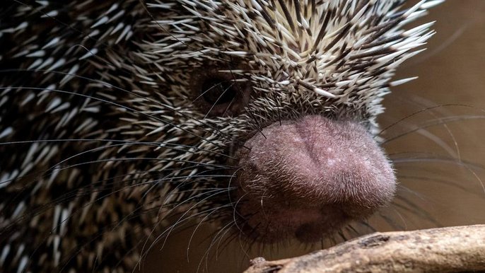 W Polsce koendu można zobaczyć jedynie w łódzim zoo. - fot. Paweł Łacheta