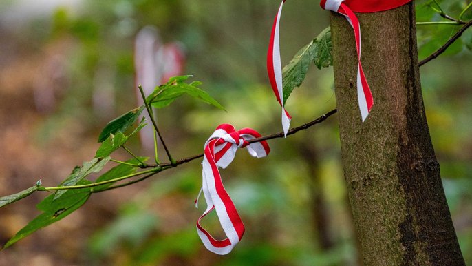 - Fot. P. Wacławiak, UMŁ.