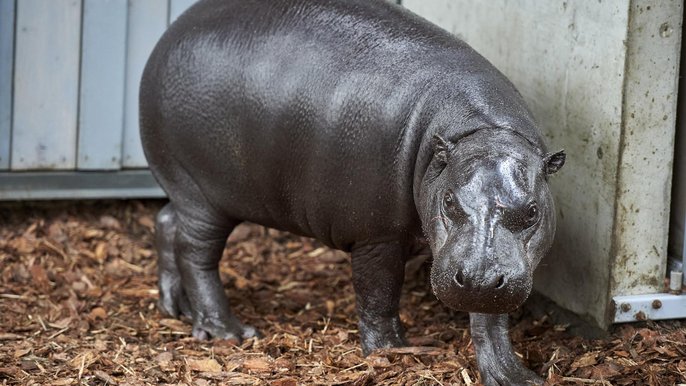 Randka w ciemno w łódzkim ZOO. Samica hipopotama karłowatego zamieszkała w łódzkim ogrodzie zoologicznym - fot. Radosław Jóźwiak / mat. UMŁ