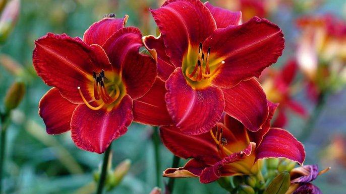 Liliowce Liliowce - fot. Kamila Kolasińska