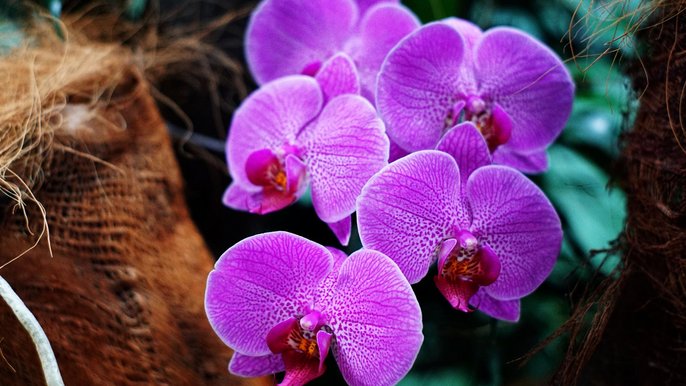 Phalaenopsis hyb. Phalaenopsis hyb. - K. Kolasińska