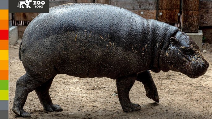 Hipopotam karłowaty 