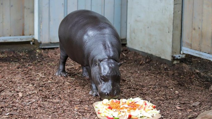 Nowe zwierzęta w ZOO 