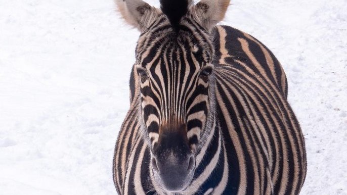 Zebra z Łódzkiego ZOO 