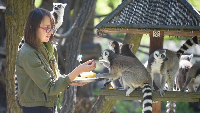 Imieniny lemura Juliana - fot. Paweł Łacheta / UMŁ